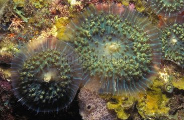 Warty Corallimorphs - Dominica