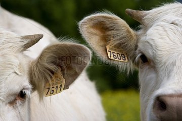 Labelled ears of Cows race 'Charolais' Charolais France