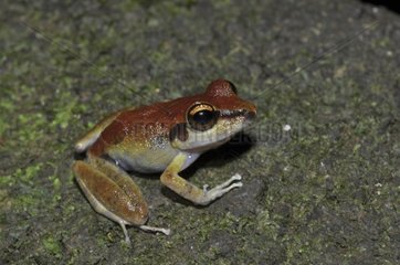 Robber Frog - French Guiana