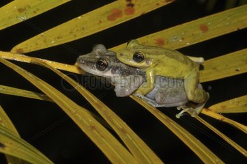 Red Snouted Treefrog in amplexus - French Guiana