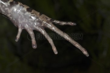Knudsen's Frog foot - French Guiana
