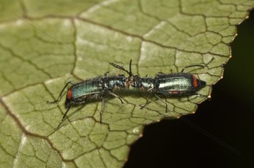 Malachite Beetles on a sheet - Denmark