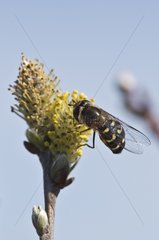 Hoverfly on a catkin - Denmark