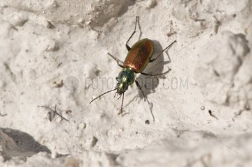 Beetle  Agonum sexpunctatum. Holtug Kridtbrud  Denmark in June