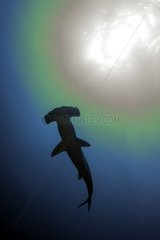 Scalloped hammerhead shark  Sphyrna lewini  Sphyrnidae  Red Sea  Egypt