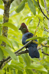 Fischer's Turaco on a branch