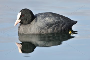 Eurasian Coot (Fulica atra) on water and reflection