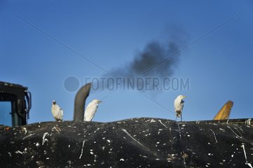 Three Cattle Egrets (Bubulcus ibis) are waiting for food on the edge of the dump  while bulldozers compact waste