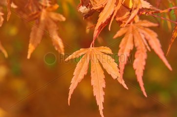 Maple of Japan with the autumn colors