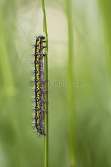 Scarlet Tiger moth caterpillar on stem in spring  France
