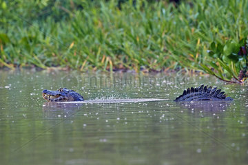 Jacare caiman marking his territory - Mato Grosso - Brazil