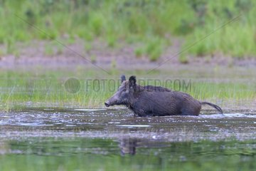 Wild boar (Sus scrofa) in Pond  Hesse  Germany  Europe