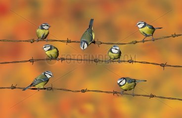 Blue tit (Cyanistes caeruleus)  Tits perched on a barbed wire  England  Winter