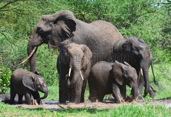 Tanzania. Tarangire national park. Herd of elephants at a water hole.