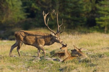 Red deer and Hind with calf (Cervus elaphus) in autumn  Schleswig-Holstein  Germany  Europe