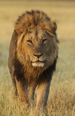 Lion (Panthera leo) - Male  walking. Savuti  Chobe National Park  Botswana.