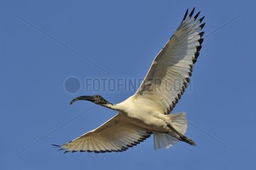 African Sacred Ibis in glight