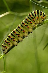 Swallowtail caterpillar (Papilio machaon)