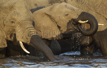 African Elephant drinking in the Chobe river - Botswana