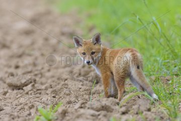 Young Red Fox (Vulpes vulpes)  Hesse  Germany  Europe