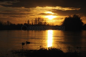 Mallard pair swimming on the Loire at sunset  Saint-Cyr-sur-Loire  France