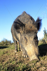 Female Wild boar burrowing in the grass - France