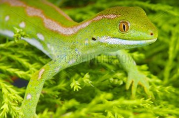 The Northland green gecko (Naultinus grayii) is a rare diurnal lizard species endemic to New Zealand.  Northland  New Zealand