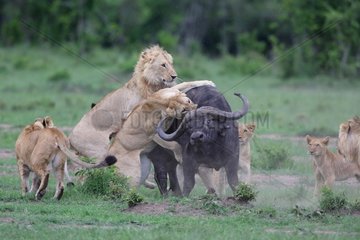 Lion (Panthera leo) and Buffalo (Syncerus caffer)  twilight attack  Masai Mara  Kenya