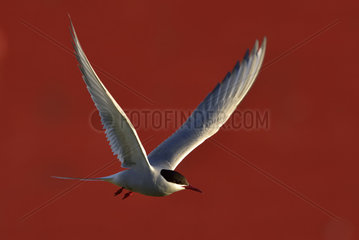 Arctic tern in flight - Varanger Norway