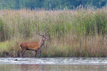 Red deer in pond  Saxony  Germany  Europe