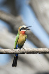 White-fronted Bee-Eater singing on a branch - Chobe Botswana