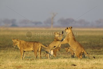 Lion (Panthera leo) - Three females and two cubs  playful in the early morning. Savuti  Chobe National Park  Botswana.