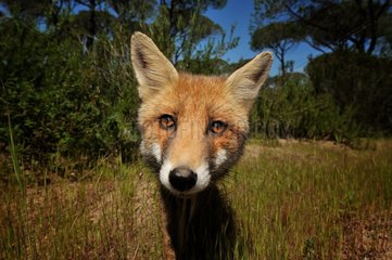 Portrait of Red Fox on the lookout