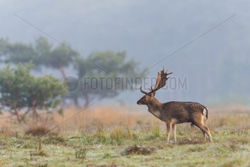 Fallow Deer (Cervus dama) in Autumn  Hesse  Germany  Europe