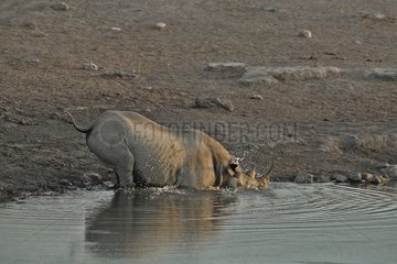 Coming to drink to the point of water  this Black Rhino stumbles into a cavity and rocking in the water.