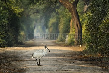 Black-headed Ibis on track in forêt  Bharatpur  India
