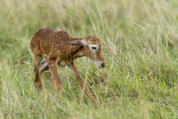 Topi new-born standing in Savannah - Masai Mara Kenya