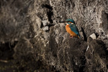 Kingfisher (Alcedo atthis) at nestingplace. Denmark in March