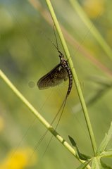 Mayfly (Ephemera vulgata). Aboda  Sweden in June