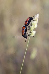 Mylabris beetle (Mylabris quadripunctata)  Couple lying on a grass stem in spring  in dry meadow  Plaine des Maures  Les Mayons  Provence-Alpes-Côte d'Azur  France