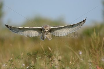 Short-eared Owl (Asio flammeus). Adult with a vole from feed its young. Loire-Atlantique  France