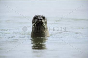 Harbor Seal leaving the head out of water Bay of Veys