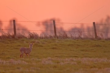 Male Chinese water deer in a meadow at sunrise Great Britain