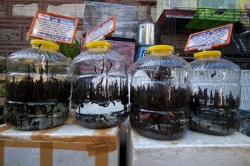 Sale of live leeches to the market in Istanbul Turkey