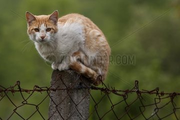 Cat lying on a fence post Turkey
