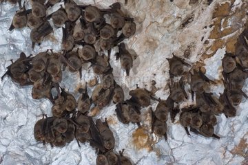 Schreibers' Long fingered Bats hibernating in a cave France