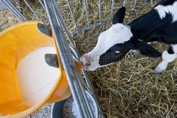 Holstein calf tétant niche in a bucket full of milk