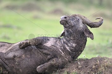 African Buffalo wallowing in the mud in Masai Mara NR Kenya