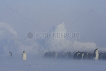 Emperor penguins in storm Adélie Land Antarctica