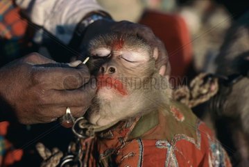 Cosmetics on a performing monkey in New Delhi India